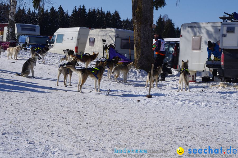 Schlittenhunderennen 2012: Bernau im Schwarzwald, 04.02.2012