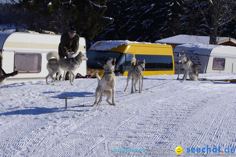 Schlittenhunderennen 2012: Bernau im Schwarzwald, 04.02.2012