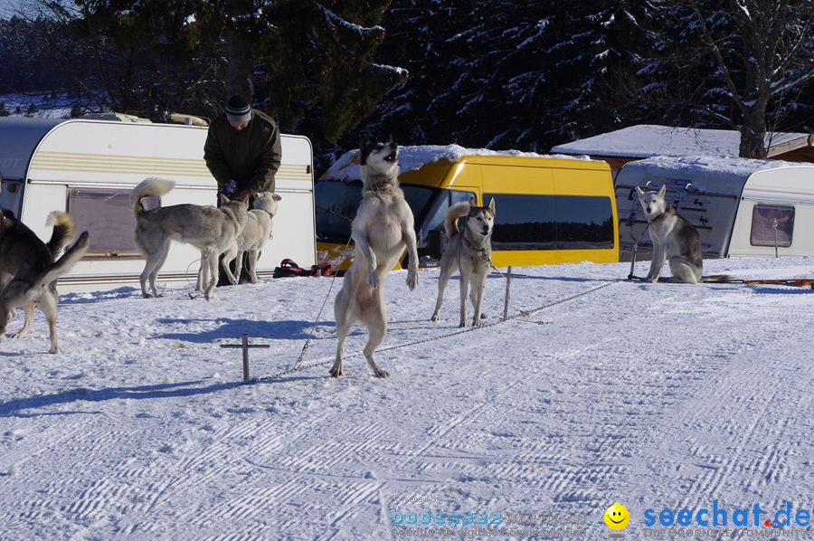 Schlittenhunderennen 2012: Bernau im Schwarzwald, 04.02.2012