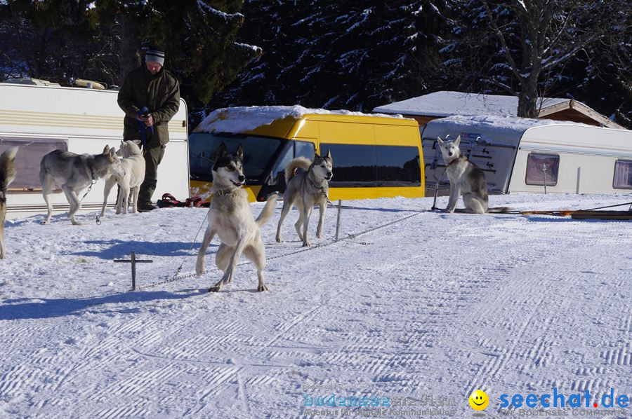 Schlittenhunderennen 2012: Bernau im Schwarzwald, 04.02.2012