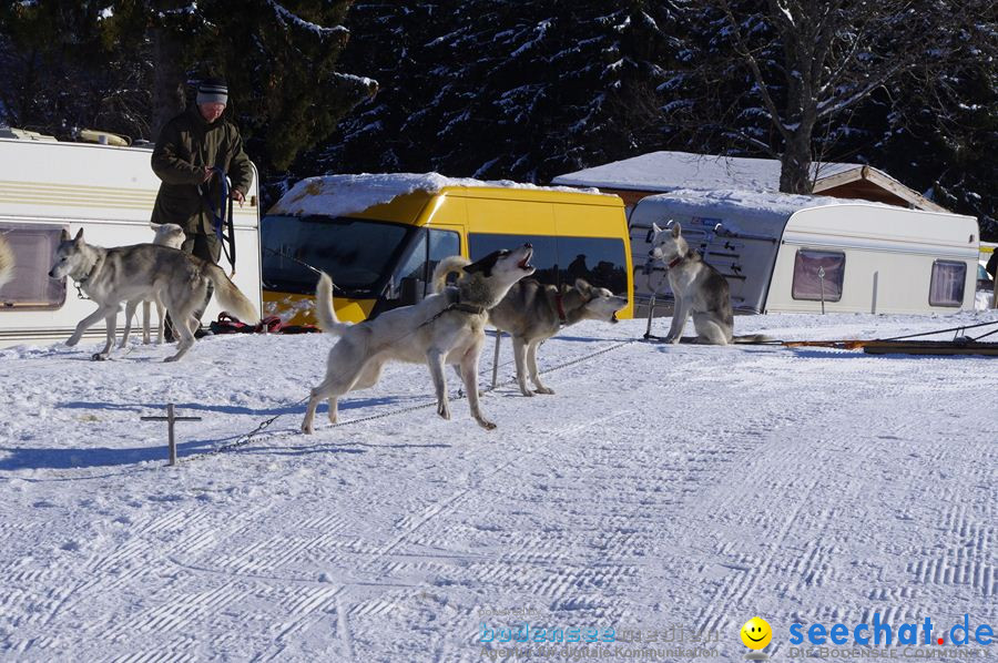 Schlittenhunderennen 2012: Bernau im Schwarzwald, 04.02.2012