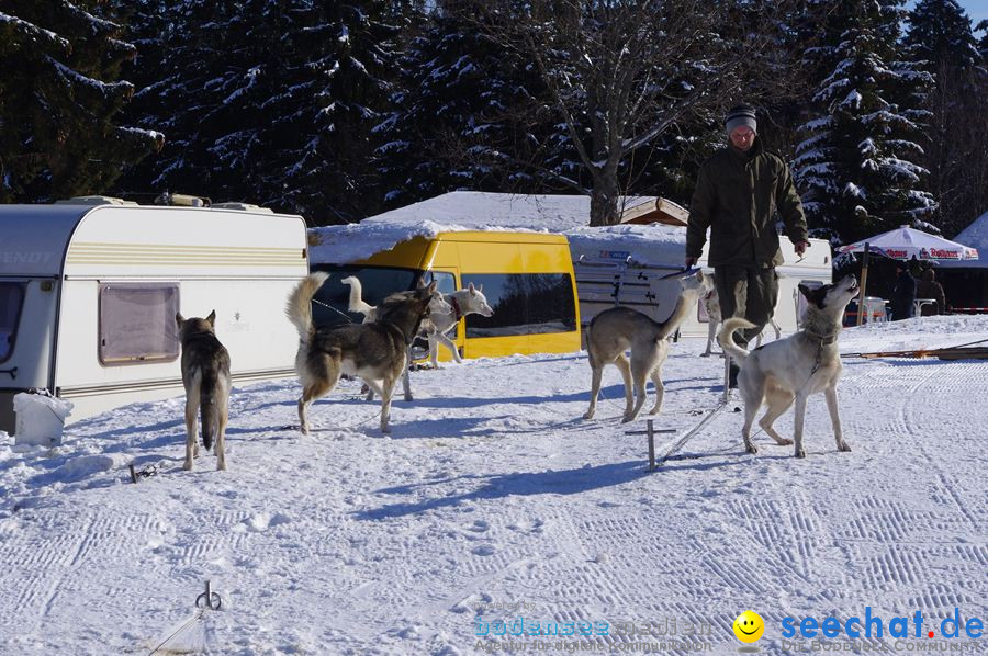 Schlittenhunderennen 2012: Bernau im Schwarzwald, 04.02.2012