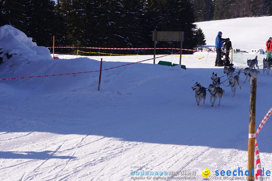 Schlittenhunderennen 2012: Bernau im Schwarzwald, 04.02.2012