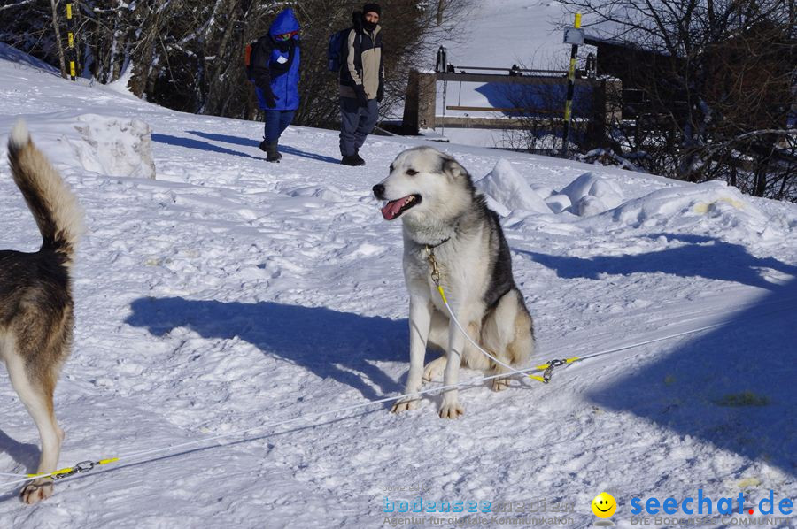 Schlittenhunderennen 2012: Bernau im Schwarzwald, 04.02.2012