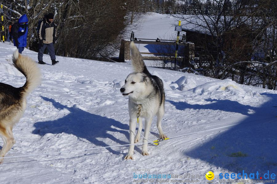 Schlittenhunderennen 2012: Bernau im Schwarzwald, 04.02.2012