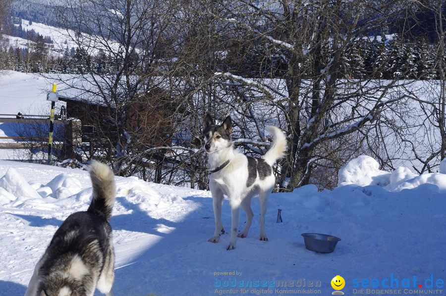 Schlittenhunderennen 2012: Bernau im Schwarzwald, 04.02.2012