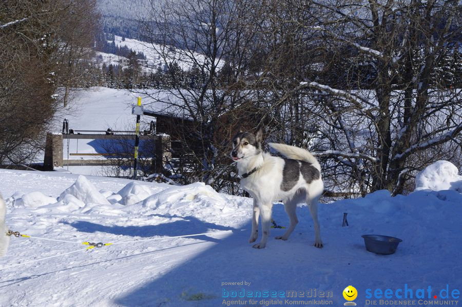 Schlittenhunderennen 2012: Bernau im Schwarzwald, 04.02.2012