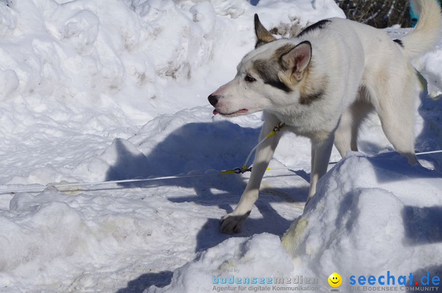 Schlittenhunderennen 2012: Bernau im Schwarzwald, 04.02.2012