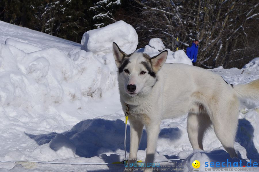 Schlittenhunderennen 2012: Bernau im Schwarzwald, 04.02.2012