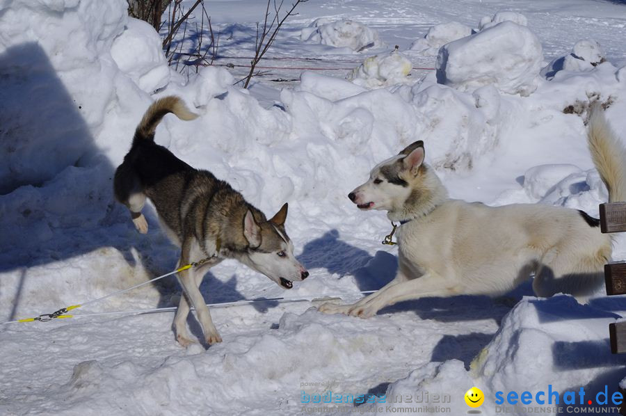 Schlittenhunderennen 2012: Bernau im Schwarzwald, 04.02.2012