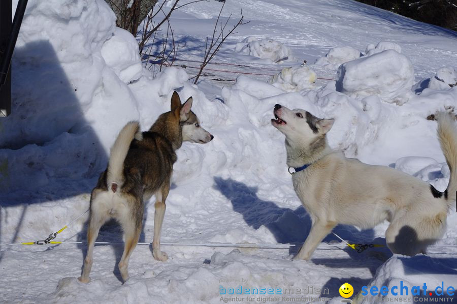 Schlittenhunderennen 2012: Bernau im Schwarzwald, 04.02.2012