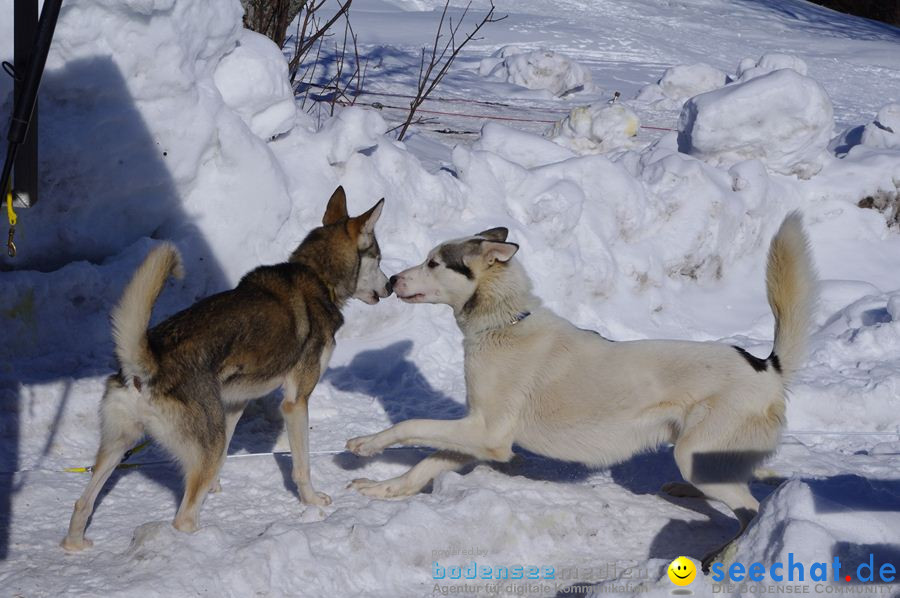 Schlittenhunderennen 2012: Bernau im Schwarzwald, 04.02.2012