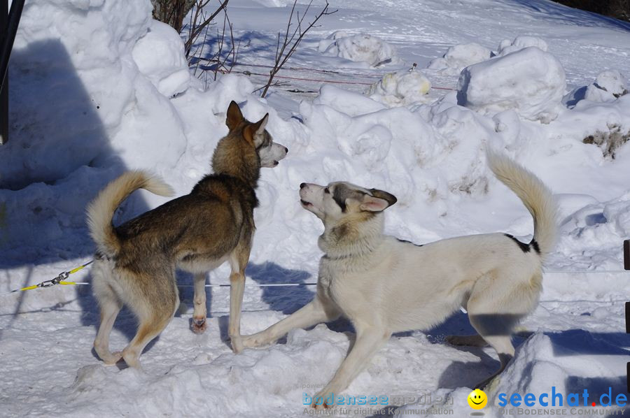 Schlittenhunderennen 2012: Bernau im Schwarzwald, 04.02.2012