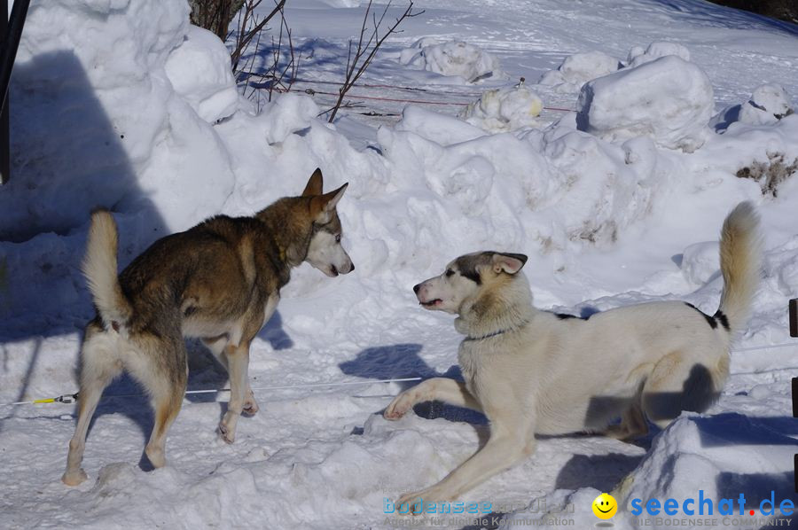 Schlittenhunderennen 2012: Bernau im Schwarzwald, 04.02.2012