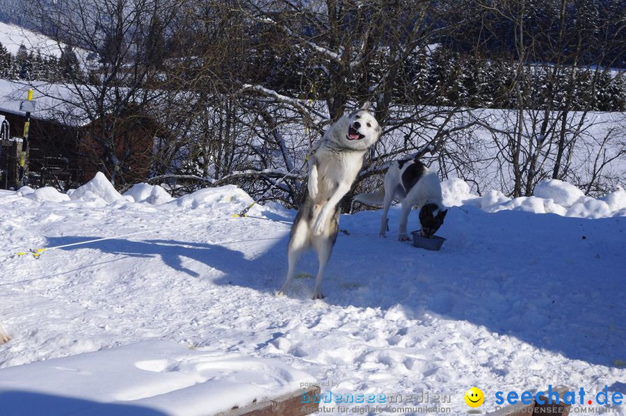 Schlittenhunderennen 2012: Bernau im Schwarzwald, 04.02.2012