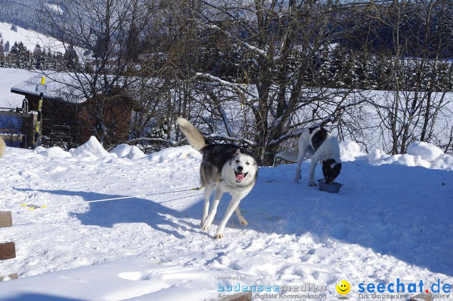 Schlittenhunderennen 2012: Bernau im Schwarzwald, 04.02.2012