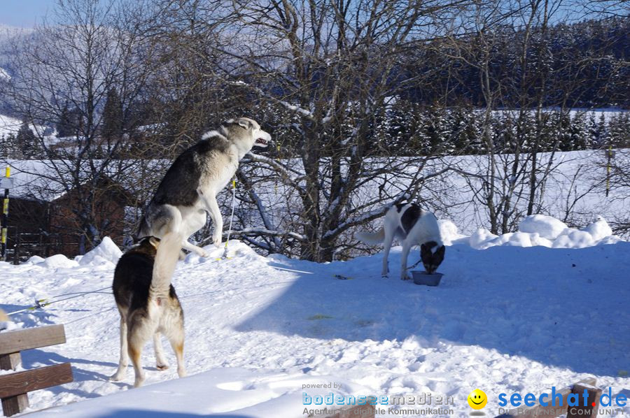 Schlittenhunderennen 2012: Bernau im Schwarzwald, 04.02.2012