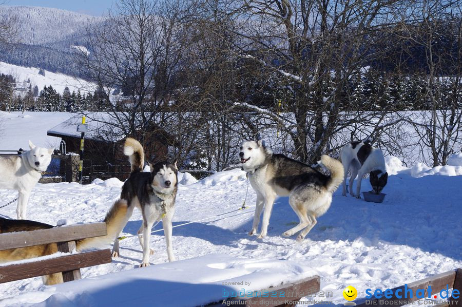 Schlittenhunderennen 2012: Bernau im Schwarzwald, 04.02.2012