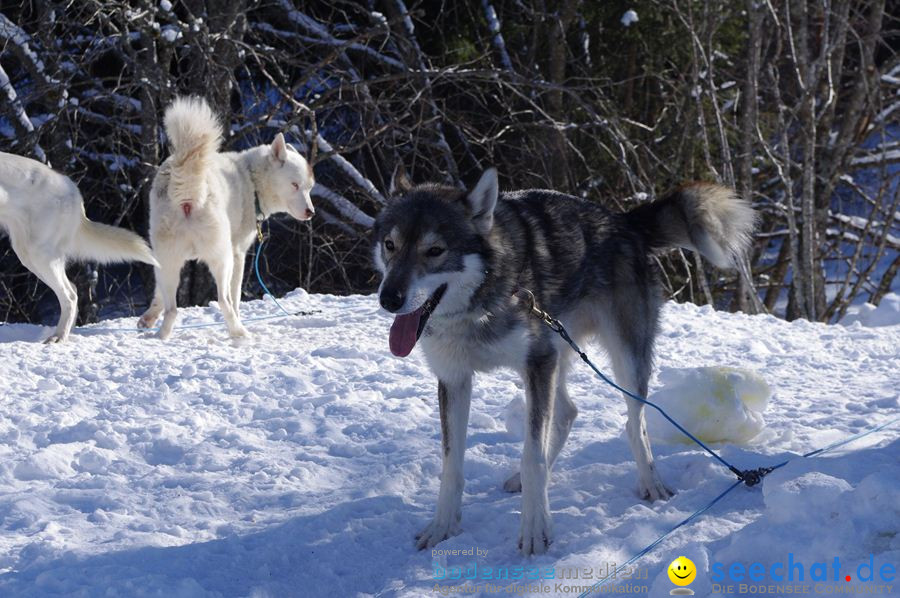 Schlittenhunderennen 2012: Bernau im Schwarzwald, 04.02.2012