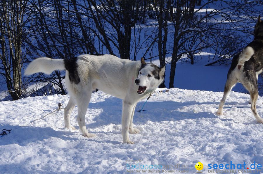 Schlittenhunderennen 2012: Bernau im Schwarzwald, 04.02.2012