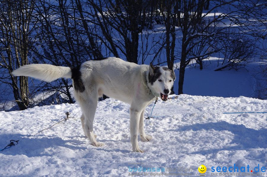 Schlittenhunderennen 2012: Bernau im Schwarzwald, 04.02.2012