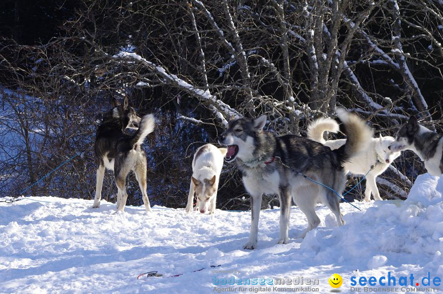 Schlittenhunderennen 2012: Bernau im Schwarzwald, 04.02.2012