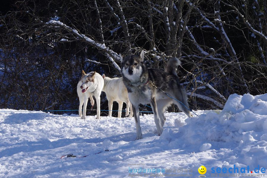 Schlittenhunderennen 2012: Bernau im Schwarzwald, 04.02.2012