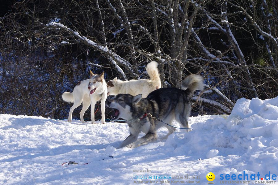 Schlittenhunderennen 2012: Bernau im Schwarzwald, 04.02.2012