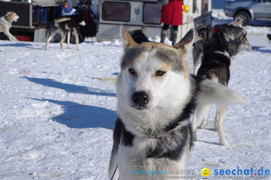 Schlittenhunderennen 2012: Bernau im Schwarzwald, 04.02.2012