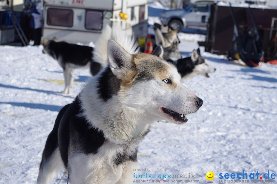 Schlittenhunderennen 2012: Bernau im Schwarzwald, 04.02.2012