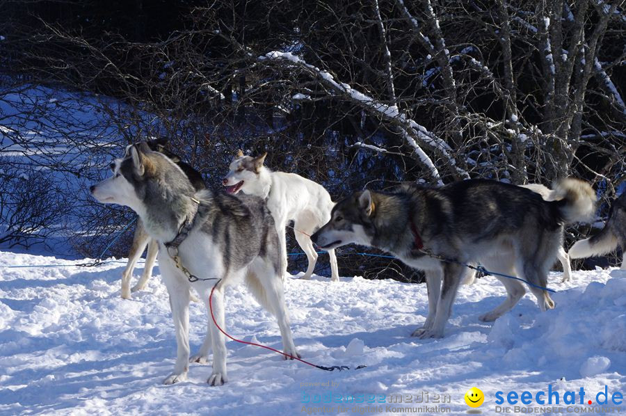 Schlittenhunderennen 2012: Bernau im Schwarzwald, 04.02.2012