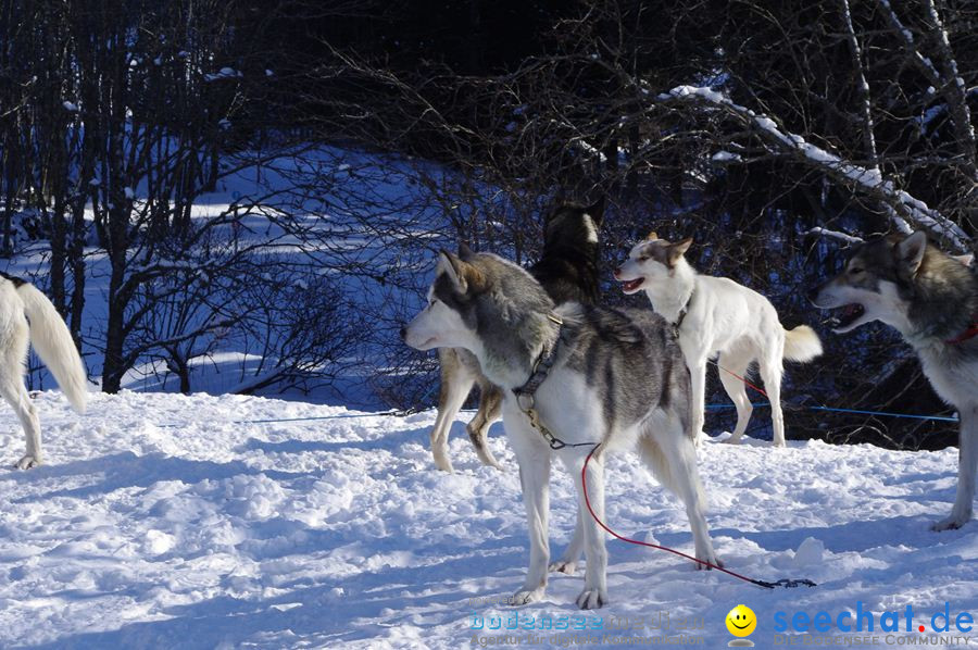 Schlittenhunderennen 2012: Bernau im Schwarzwald, 04.02.2012