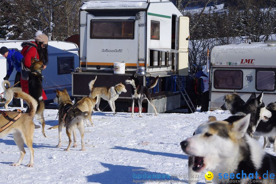 Schlittenhunderennen 2012: Bernau im Schwarzwald, 04.02.2012