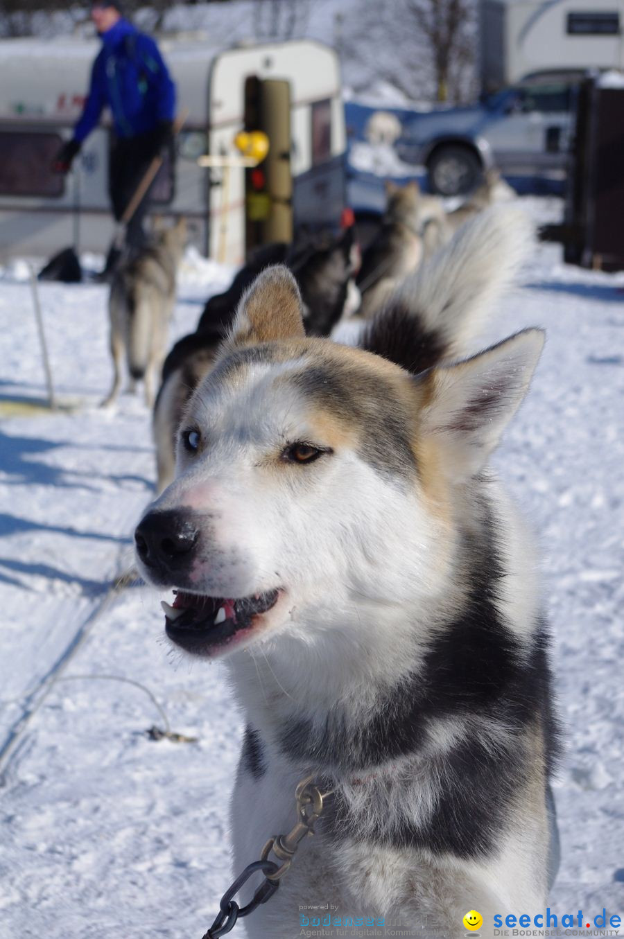 Schlittenhunderennen 2012: Bernau im Schwarzwald, 04.02.2012