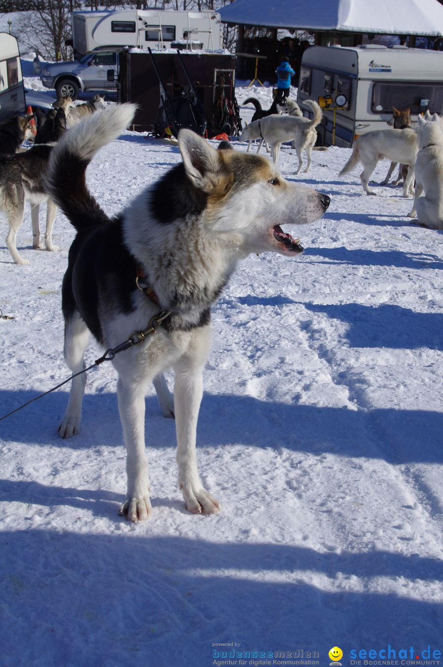 Schlittenhunderennen 2012: Bernau im Schwarzwald, 04.02.2012