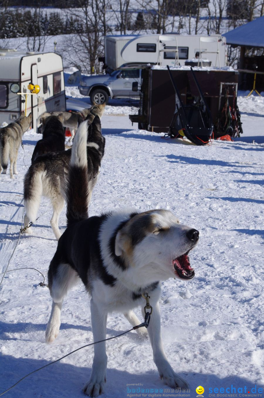 Schlittenhunderennen 2012: Bernau im Schwarzwald, 04.02.2012