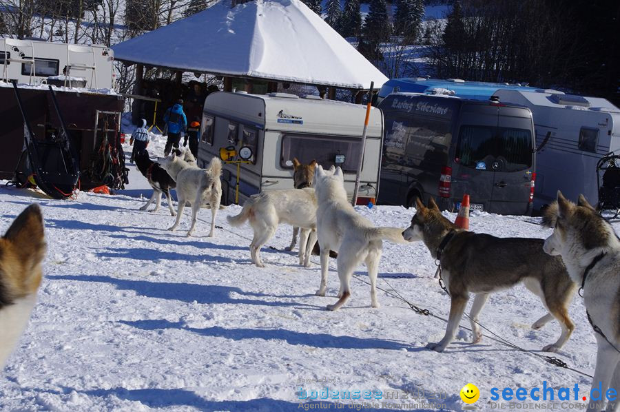 Schlittenhunderennen 2012: Bernau im Schwarzwald, 04.02.2012