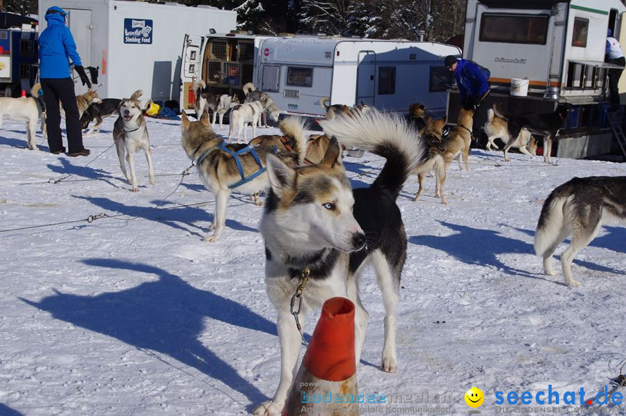 Schlittenhunderennen 2012: Bernau im Schwarzwald, 04.02.2012