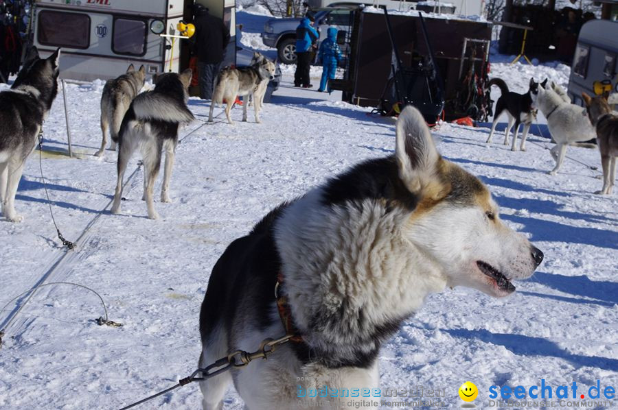 Schlittenhunderennen 2012: Bernau im Schwarzwald, 04.02.2012