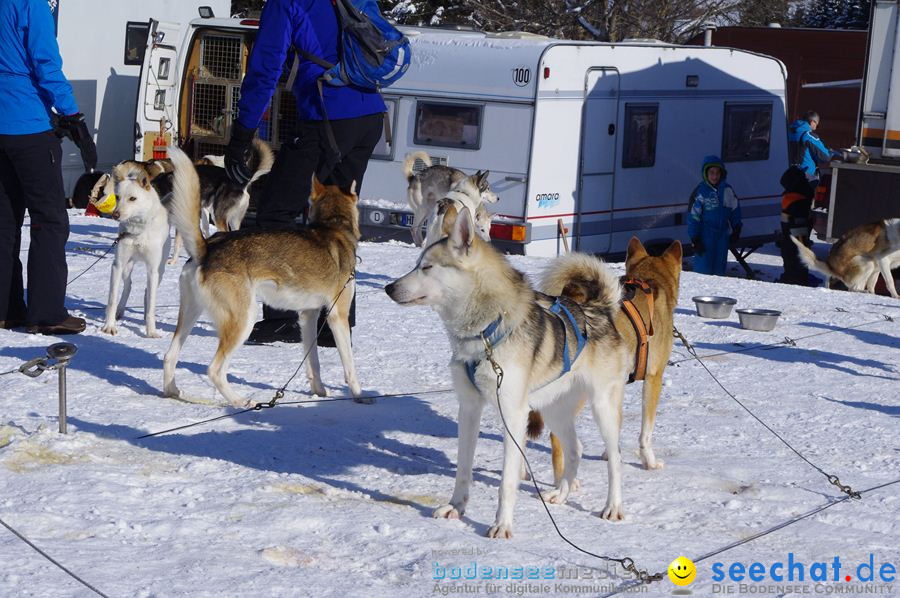 Schlittenhunderennen 2012: Bernau im Schwarzwald, 04.02.2012