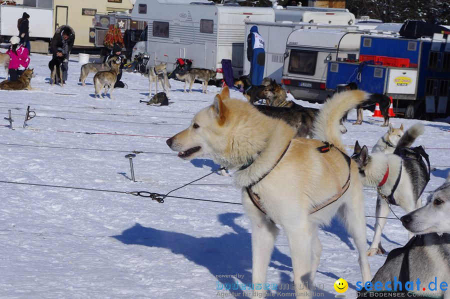 Schlittenhunderennen 2012: Bernau im Schwarzwald, 04.02.2012