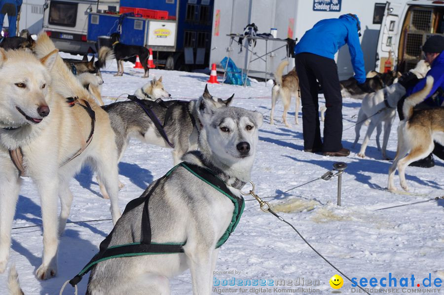 Schlittenhunderennen 2012: Bernau im Schwarzwald, 04.02.2012