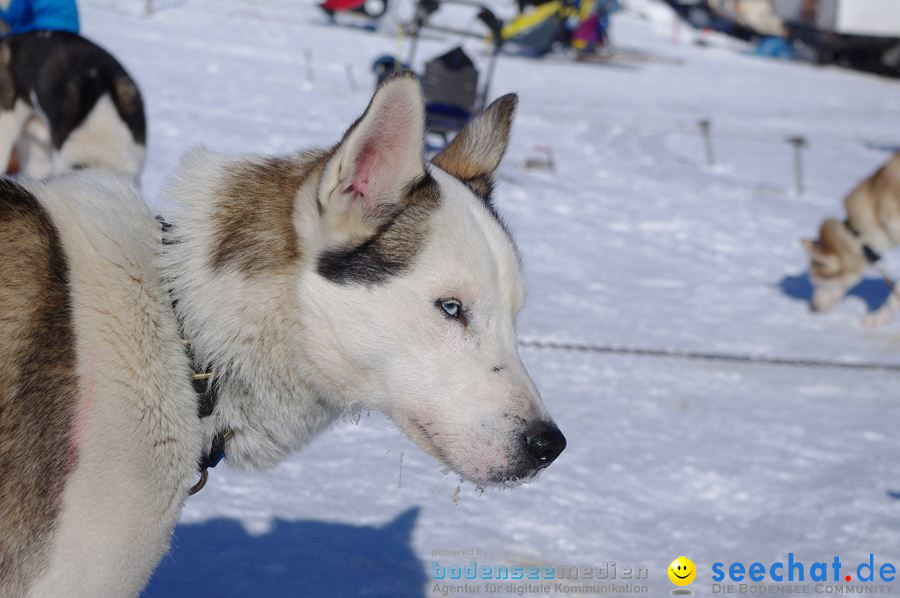 Schlittenhunderennen 2012: Bernau im Schwarzwald, 04.02.2012