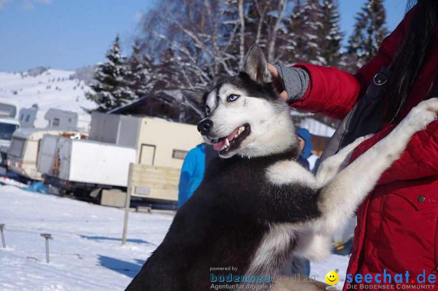 Schlittenhunderennen 2012: Bernau im Schwarzwald, 04.02.2012