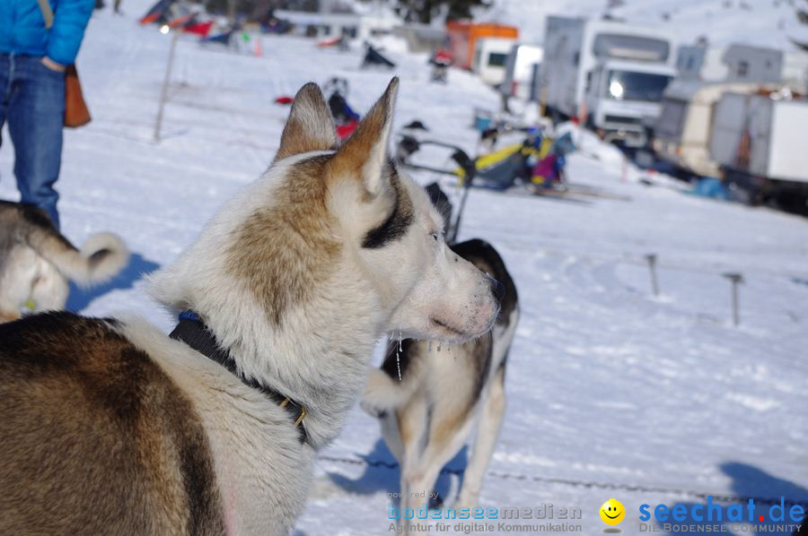 Schlittenhunderennen 2012: Bernau im Schwarzwald, 04.02.2012