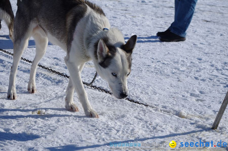 Schlittenhunderennen 2012: Bernau im Schwarzwald, 04.02.2012