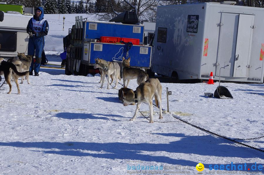 Schlittenhunderennen 2012: Bernau im Schwarzwald, 04.02.2012