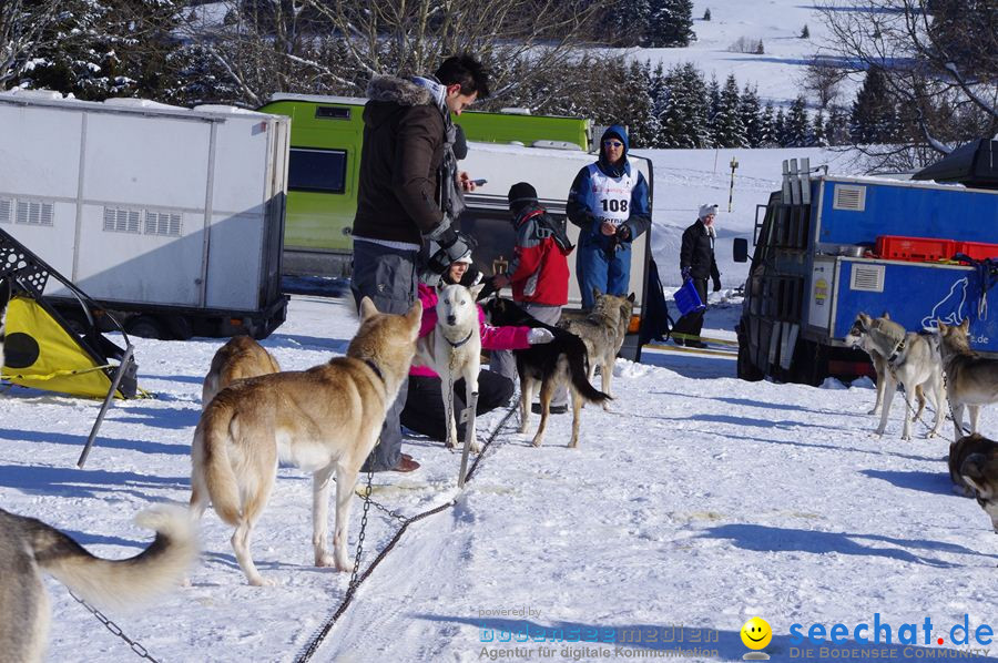 Schlittenhunderennen 2012: Bernau im Schwarzwald, 04.02.2012