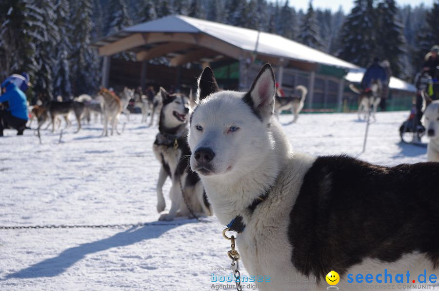 Schlittenhunderennen 2012: Bernau im Schwarzwald, 04.02.2012