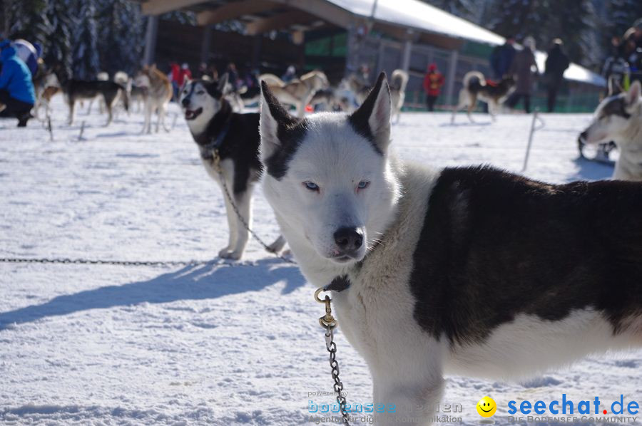 Schlittenhunderennen 2012: Bernau im Schwarzwald, 04.02.2012